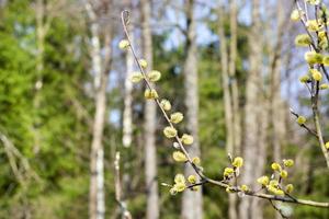 blooming spring cat willow photo