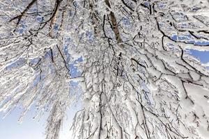 ramas de abedul delgadas cubiertas de nieve foto