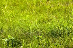 Green grass, close up photo