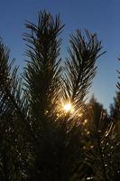 pine needles, close up photo