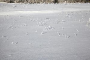 grass growing in the winter season photo