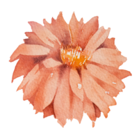 aquarelle de fleur d'oranger png