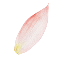 Watercolor flower petals png