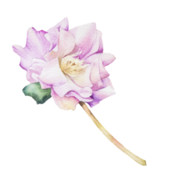 akvarell lila blomma png