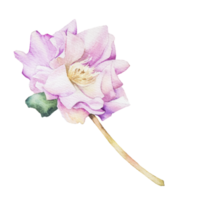 flor roxa aquarela png