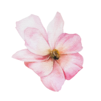 Watercolor pink flower png