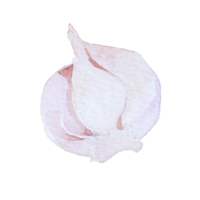 Garlic hand painted watercolor white background png