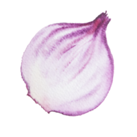 shallots watercolor clipart png