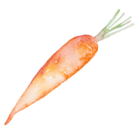 taglio ad acquerello di carota png