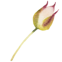 natürliches Zweigaquarell png