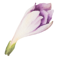 natürliches Blumenaquarell png