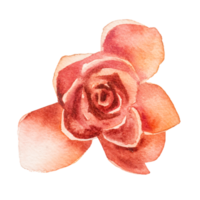 Natural flower watercolor hand painted png