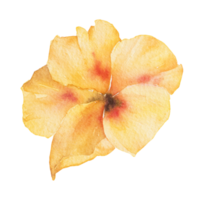 Natural flower watercolor png