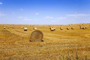 stack of straw in the field photo