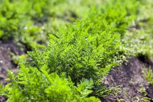 Field with carrot photo