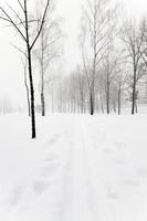 winter road ,  track. photo