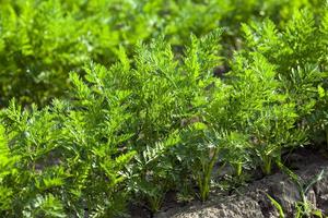 Field with carrot photo