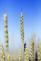 immature grass sky photo