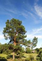 High pine forest photo