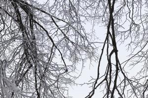 ventisqueros en invierno foto