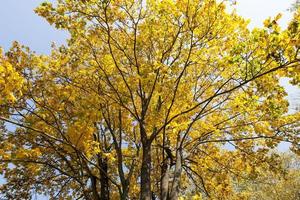 Yellow maple foliage photo