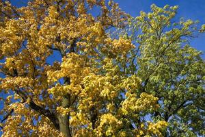 árbol de otoño arce foto