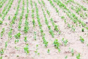 Photo agriculture, Europe