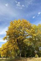 the leaves on the trees photo