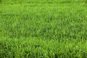 green field with cereal photo