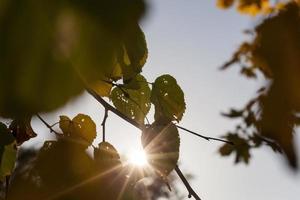 árboles de otoño, naturaleza foto