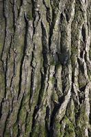 bark on the trunk of pine tree photo
