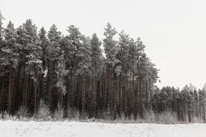 Snow drifts in winter photo