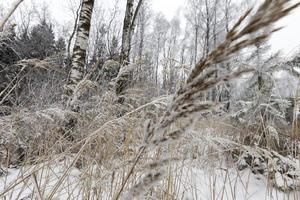 Winter landscape, forest photo