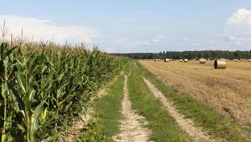 trigo de campo de maíz de carretera. foto