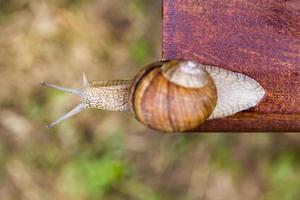 tablero de caracol, primer plano foto