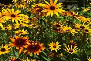 Captivating Abundance of Black Eyed Susan Daisies photo