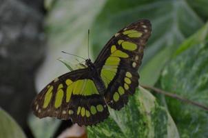 Scenic View of a Beautiful Malachite Butterfly photo