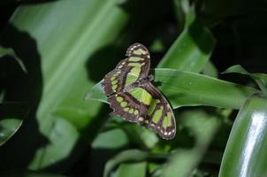 Amazing Wingspan on this Malachite Butterfly in Nature photo