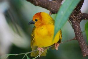 American Yellow Warbler Bird Sitting in a Tree photo