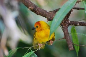 Yellow Warbler With His Feet Wrapped Around a Tree Branch photo