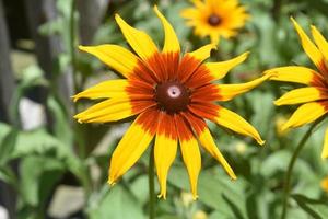 Elegant Looking Black Eyed Susan Daisy in Nature photo