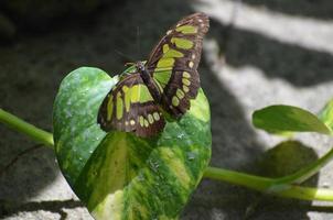 Lovely Malachite Butterfly Living in Nature Up Close photo