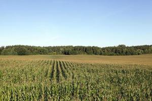 Corn field, summer time photo