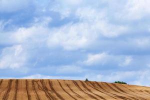 Rural Landscape, field and sky photo