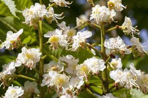 Blossoming chestnuts, close up photo