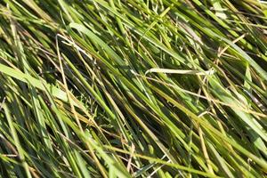 green grass, close up photo