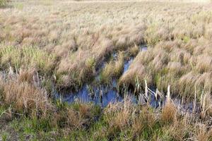 Marsh grass, close up photo