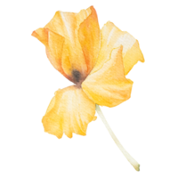 gul blomma akvarell png