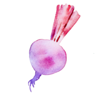 shallots watercolor clipart png