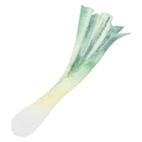 Frühlingszwiebel Aquarell ClipArt png